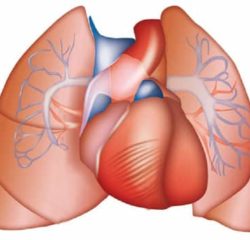 Las COMPLICACIONES de la Hipertensión Arterial (HTA)